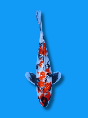 Ginrin Showa | Koi&Co.